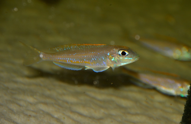 Xenotilapia flavipinnis 'Mutondwe (Crocodile) Island'